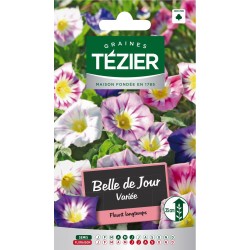 Tezier - Belle de Jour variée -- Fleurs annuelles