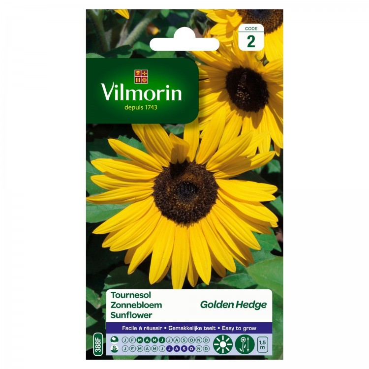 Vilmorin - Tournesol Golden Hedge