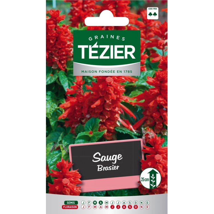 Tezier - Sauge Brasier -- Fleurs annuelles