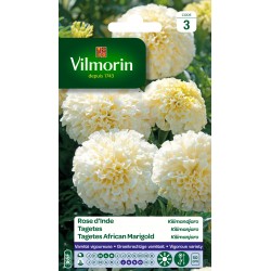 Vilmorin - Rose d'Inde Kilimandjaro blanche