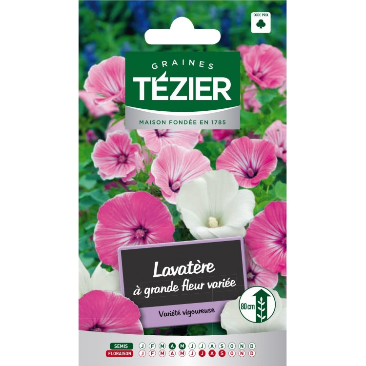 Tezier - Lavatère à grande fleur variée Fleurs annuelles