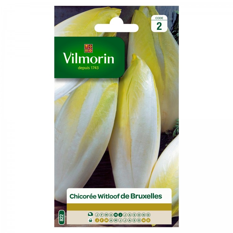 Vilmorin - Chicorée Witloof Platine