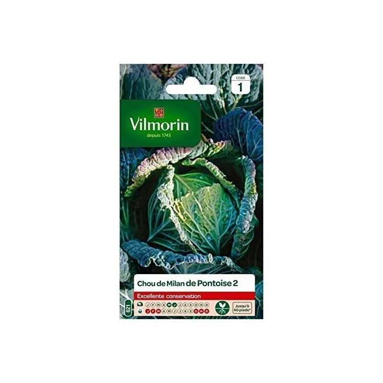 Vilmorin - Chou Milan De Pontoise