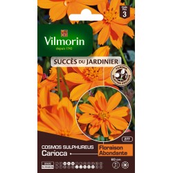 Vilmorin - Cosmos Carioca