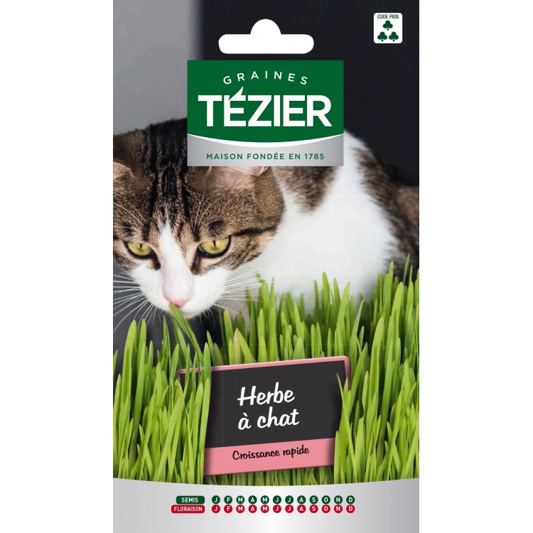 Tezier - Herbe à chat -- Fleurs annuelles