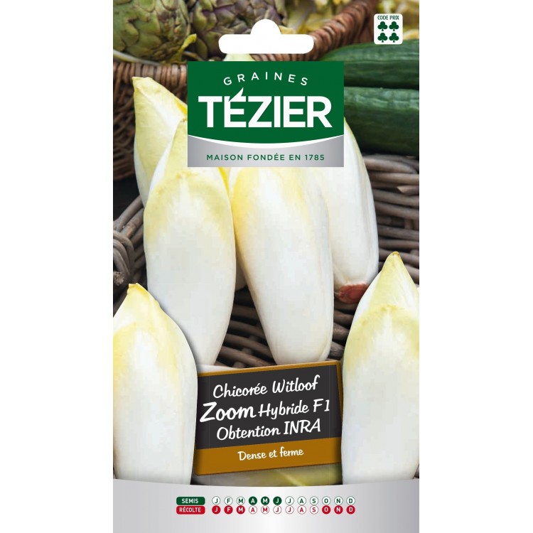 Tezier - Chicorée de Bruxelles Zoom HF1 obtention INRA