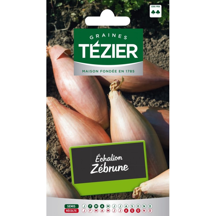 Tezier - Echalion Zébrune