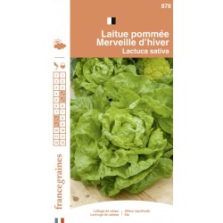 France Graines - Laitue Beurre Merveille Hiver