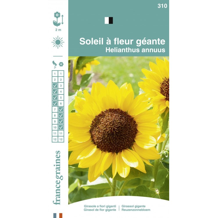 France Graines - Soleil Fleur Géante