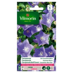 Vilmorin - Campanule des Carpathes Bleue
