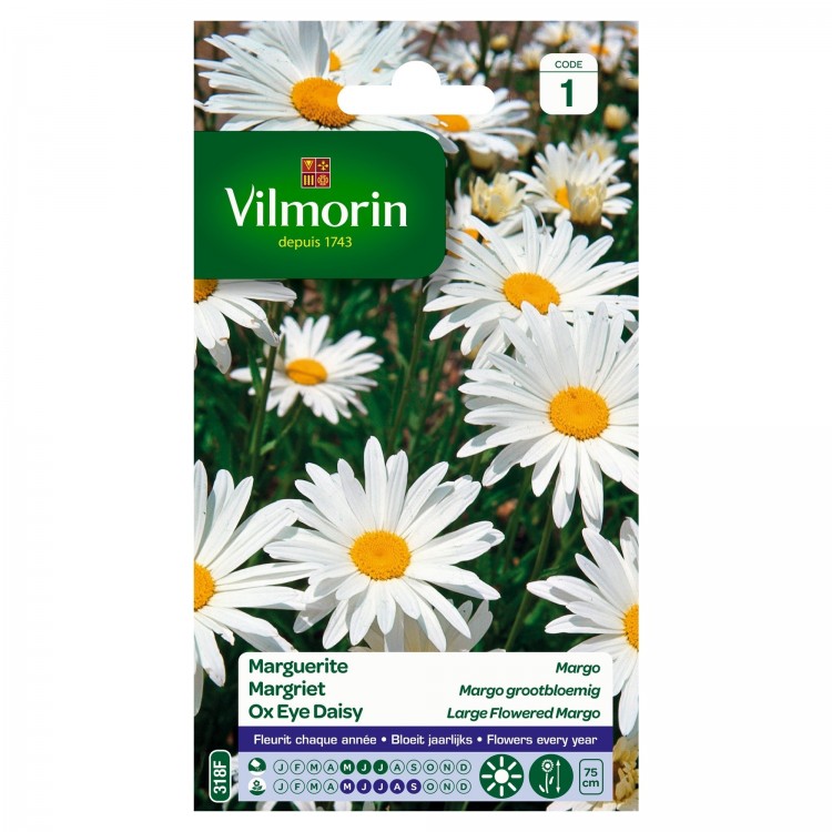 Vilmorin - Chrysanthème Grande Marguerite Margo Des Prés