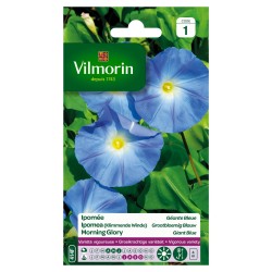 Vilmorin - Ipomée Géante Bleue