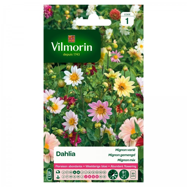 Vilmorin - Dahlia Mignon Varié