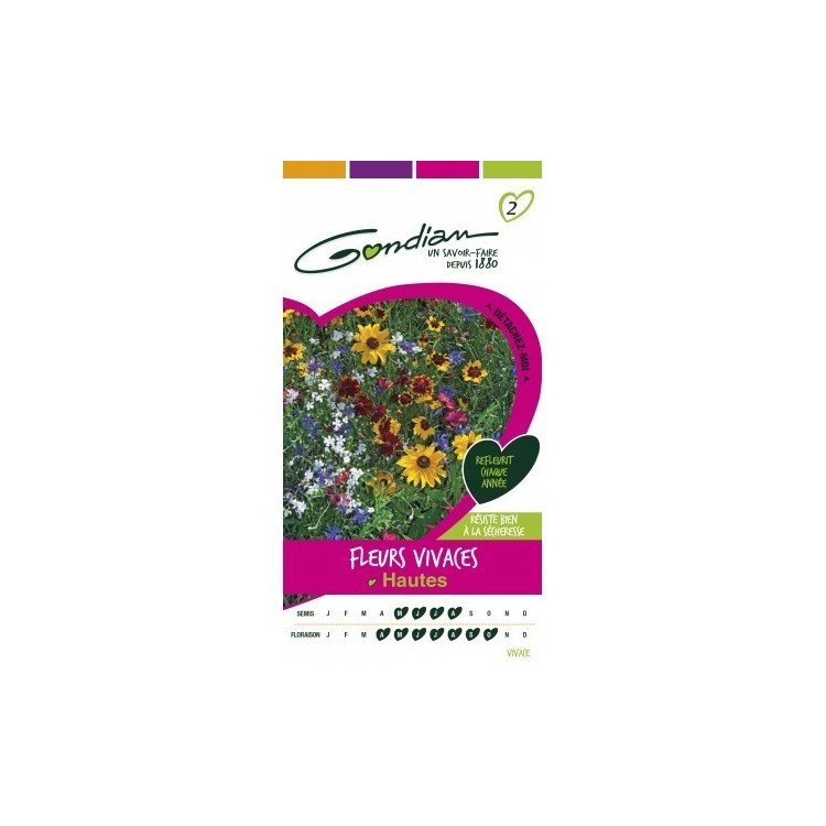 Gondian - Fleurs Vivaces Hautes Multicolore