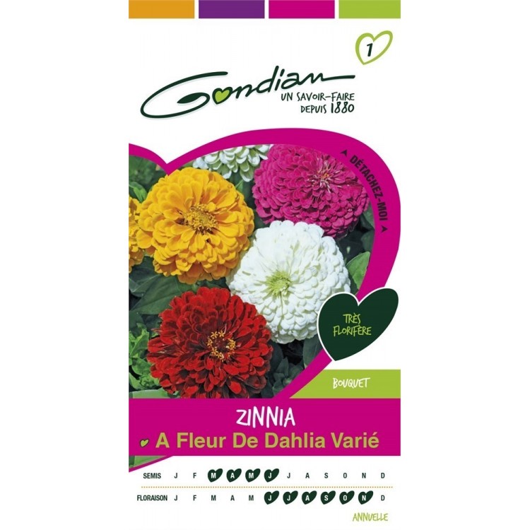 Gondian - Zinnia à Fleur de Dahlia Varie Multicolore