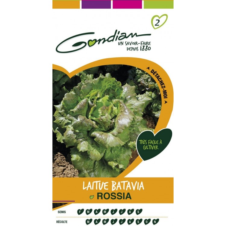 Gondian Laitue Batavia Rossia Vert - 541610