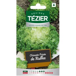 Tezier - Chicorée frisée de Ruffec