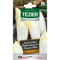 Tezier - Chicorée Witloof (endive) Zoom HF1 obtention INRA