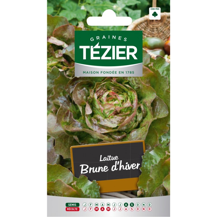 Tezier - Laitue d'Hiver Brune d'hiver (G,B,)
