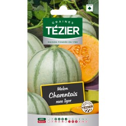 Tezier - Melon Charentais race Igor