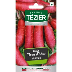 Tezier - Radis Rose d'hiver de Chine
