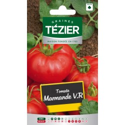 Tezier - Tomate Marmande V,R