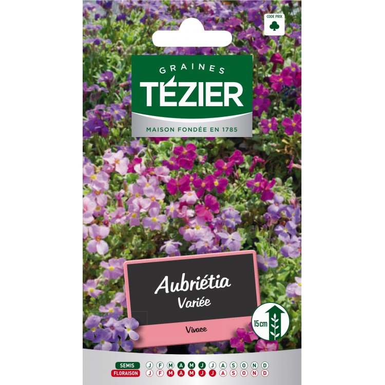 Tezier - Aubriétia variée -- Fleurs vivaces