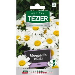 Tezier - Marguerite blanche -- Fleurs vivaces