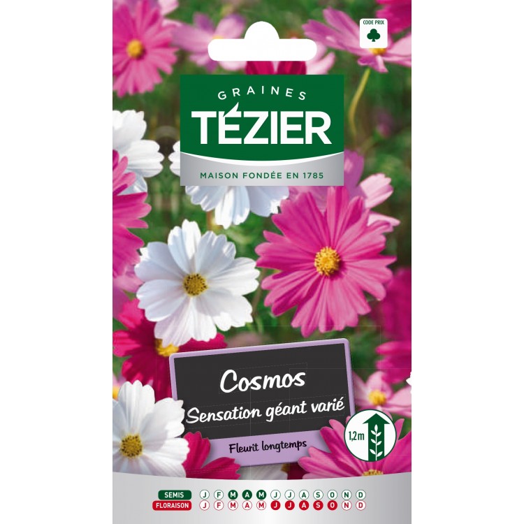 Tezier - Cosmos Sensation géant varié -- Fleurs annuelles