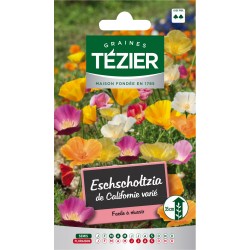 Tezier - Eschscholtzia de Californie variée -- Fleurs annuelles