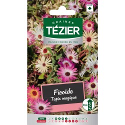 Tezier - Ficoïde Tapis magique -- Fleurs vivaces
