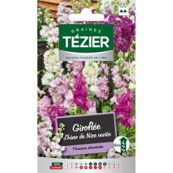 Tezier - Giroflée d'hiver de Nice variée -- Fleurs annuelles