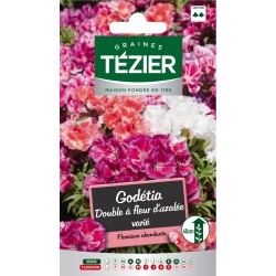 Tezier - Godétia double à fleur d'azalée varié