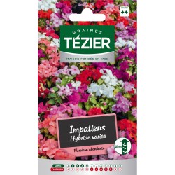 Tezier - Impatiens hybride variée -- Fleurs annuelles