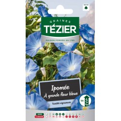 Tezier - Ipomée à grande fleur bleue -- Fleurs annuelles