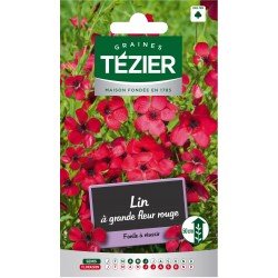 Tezier - Lin à grande fleur rouge -- Fleurs annuelles