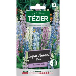 Tezier - Lupin annuel varié -- Fleurs annuelles