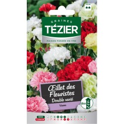 Tezier - Oeillet des Fleuristes double varié -- Fleurs vivaces