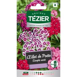 Tezier - Oeillet de poète simple varié -- Fleurs bisannuelles