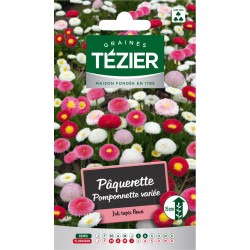 Tezier - Pâquerette Pomponnette variée -- Fleurs bisannuelles