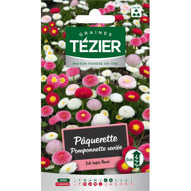 Tezier - Pâquerette Pomponnette variée -- Fleurs bisannuelles