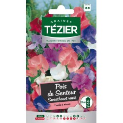 Tezier - Pois de Senteur nain Sweetheart varié - Fleurs annuelles