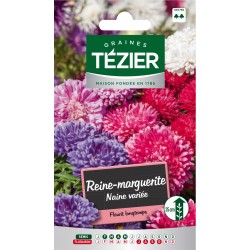Tezier - Reine-Marguerite naine variée -- Fleurs annuelles