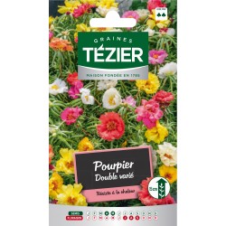 Tezier - Pourpier double varié -- Fleurs annuelles