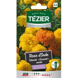 Tezier - Rose d'Inde géante Sunset variée -- Fleurs annuelles