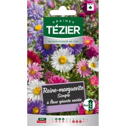 Tezier - Reine-Marguerite simple à fleur géante variée