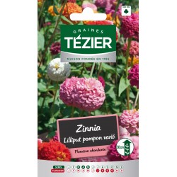 Tezier - Zinnia Lilliput Pompon varié -- Fleurs annuelles