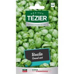 Tezier - Basilic Grand vert