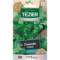 Tezier - Coriandre Cultivée