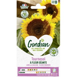 Gondian - Tournesol a fleur géante